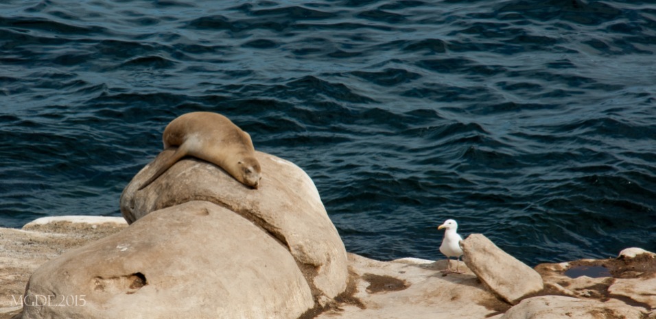 A seal taking a power nap.