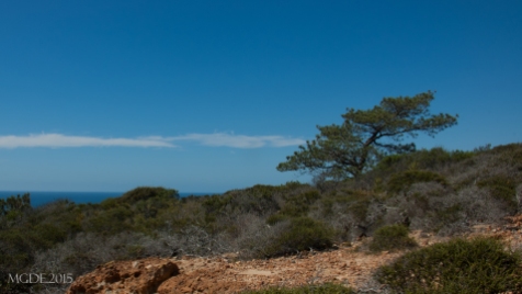 A Torrey Pine in its windswept native habitat.